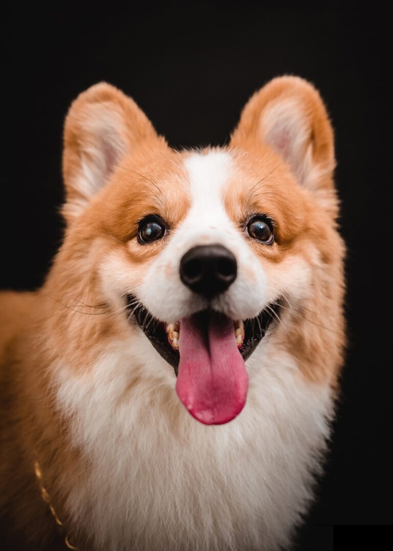 corgi, dog, animal-8112818.jpg